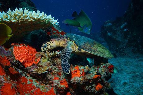 Una tartaruga marina (foto di Martina Bauder) Seychelles – tartaruga marina