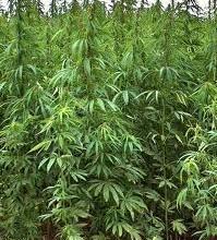 Foggia A Stornara sequestrate 1000 di marijuana Sei in arresto