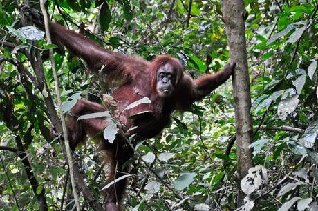 Sumatra – terra di orangotango