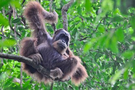 Sumatra – terra di orangotango