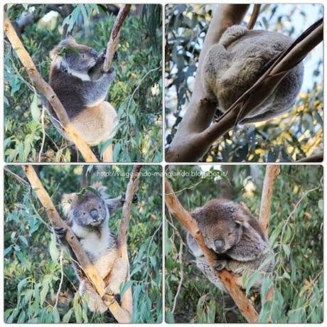 AUSTRALIA 3: THE GREAT OCEAN ROAD - parte prima