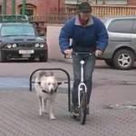 Cane scooter, muove il monopattino con le zampe (Video)