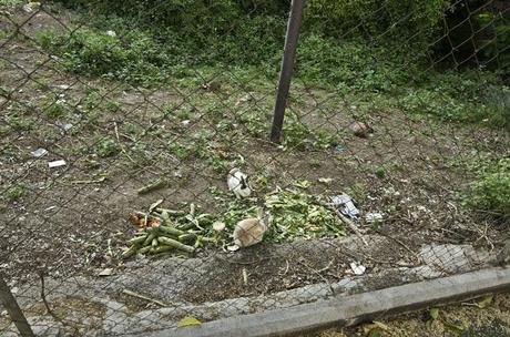 Un giardino pubblico invaso da roditori (abbandonati e poi riprodottisi in loco). Un parco zeppo di conigli e criceti fuori e la gente continua a dar loro da mangiare trasformando tutto in discarica