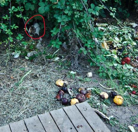 Un giardino pubblico invaso da roditori (abbandonati e poi riprodottisi in loco). Un parco zeppo di conigli e criceti fuori e la gente continua a dar loro da mangiare trasformando tutto in discarica