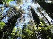 gigante della Foresta Umbra monumento nazionale Regno Borboni