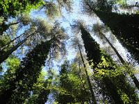 Il gigante della Foresta Umbra monumento nazionale del Regno dei Borboni