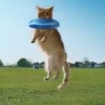 Gatti siano più simili ai cani: lo spot di O2 (Video)