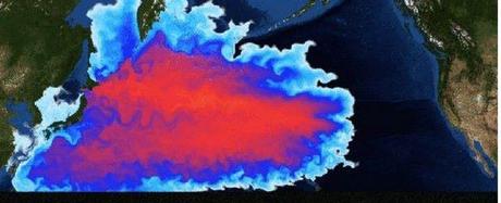 Fukushima, Disastro Globale
