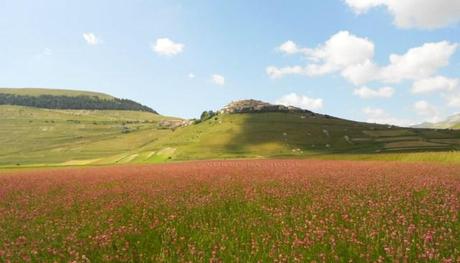 Fioritura Castelluccio di Norcia