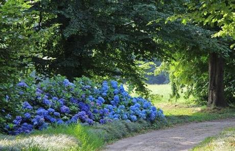 ORTENSIE IN FIORE