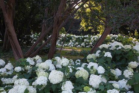 ORTENSIE IN FIORE