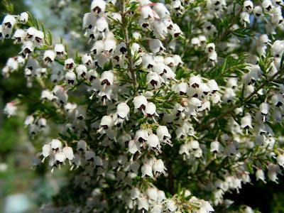 ERICA IN GIARDINO