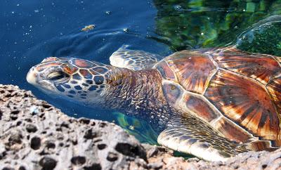 Liberata una tartaruga Caretta caretta nelle acque di Barletta