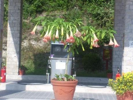 fiori brugmansia