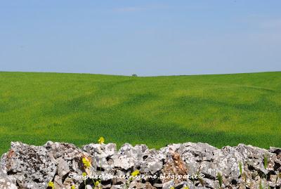 Prati verdi - Green Meadows