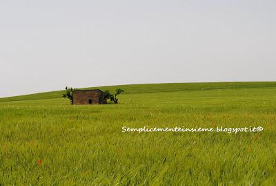 Prati verdi - Green Meadows