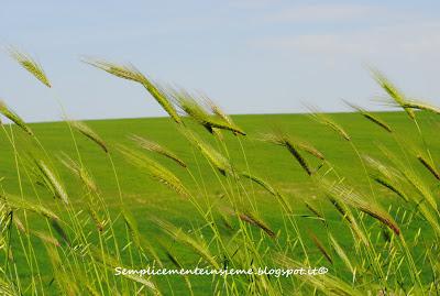 Prati verdi - Green Meadows