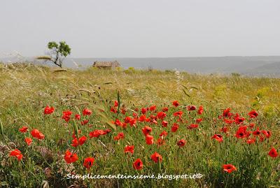 Prati verdi - Green Meadows