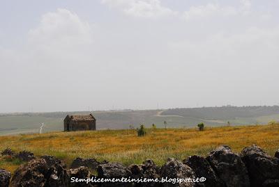 Prati verdi - Green Meadows