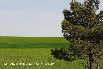 Prati verdi - Green Meadows