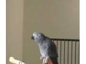 Ollie, pappagallo fischietta canzoni Monty Python (Video)