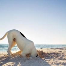 In Sardegna con Fido e Micio Elenco di spiagge attrezzate per i vostri amici a quattro zampe