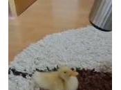 paperella bagno viene asciugata phon (Video)