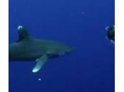 Julie Andersen, naturalista balla squali (Video)