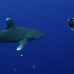 Julie Andersen, la naturalista che balla con gli squali (Video)