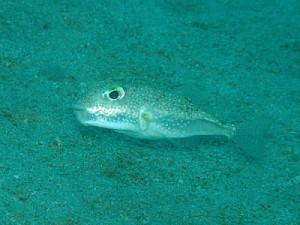 Cerchi subacquei sul fondo dell’oceano: sono opera del pesce palla