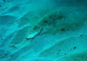 Cerchi subacquei sul fondo dell’oceano: sono opera del pesce palla