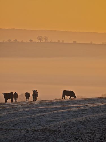 Morning Herd