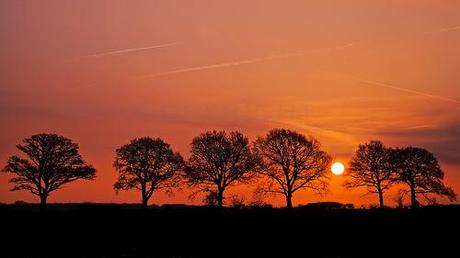 Trees At Sunrise