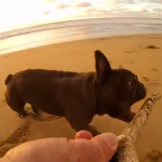 Il french bulldog afferra il bastone: la telecamera è montata sul legno