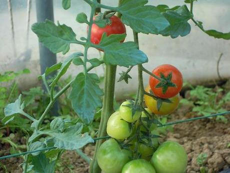 I colori nella nostra serra
Basilico, pomodori, zucchine e...