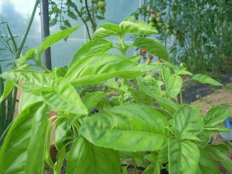 I colori nella nostra serra
Basilico, pomodori, zucchine e...