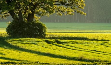 Old Oak in Fields, Sunset