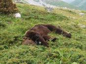 Ucciso l’orso Stefano, mascotte parco nazionale d'Abruzzo