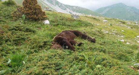 Ucciso l’orso Stefano, mascotte del parco nazionale d'Abruzzo