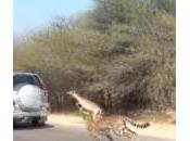 Gazzella salta macchina fuggire ghepardi (Video)