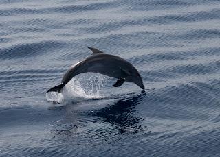 Mesoplodonte, zifio, balenottere, stenelle, tursiopi, straordinari incontri ravvicinati nel mare della Sardegna