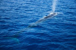 Mesoplodonte, zifio, balenottere, stenelle, tursiopi, straordinari incontri ravvicinati nel mare della Sardegna