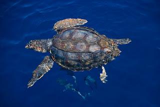 Mesoplodonte, zifio, balenottere, stenelle, tursiopi, straordinari incontri ravvicinati nel mare della Sardegna