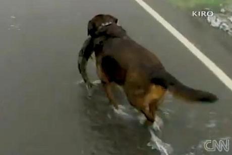 1289243731 cane pescatore salmone Ecco il cane pescatore, più bravo dei proprietari [Video]