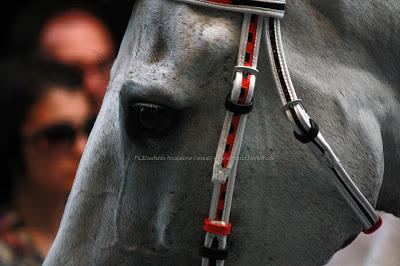 Quelli che...il Palio - Palio di Provenzano, Siena 2013