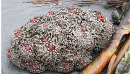 Pyura Chilensis, una delle creature più strane dell’Oceano
