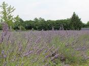 Lavanda… passione!
