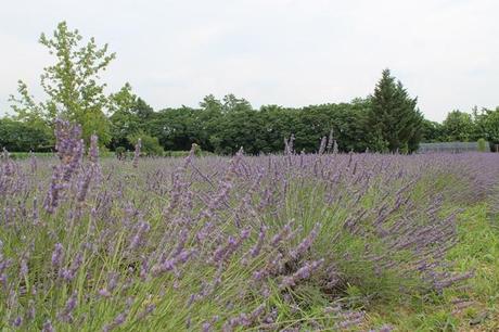 lavanda del lago di garda  fiore cosmetici proprietà olii essenziali