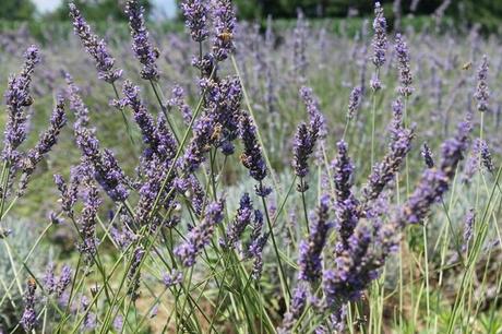 lavanda del lago profumo fiore cosmetici olii essenziali