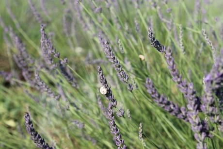 lavanda del lago fiore cosmetici